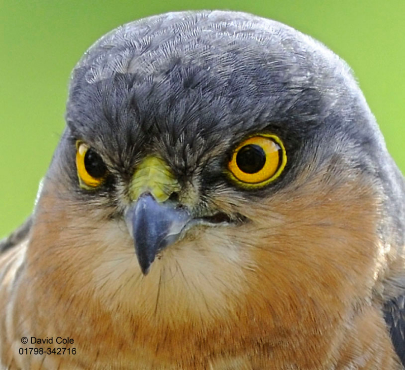 SparrowHawk